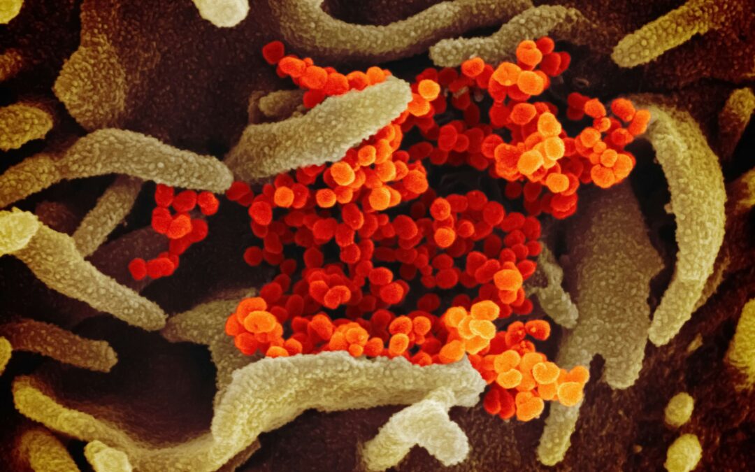 Comment booster votre immunité pour  échapper aux virus de l’hiver